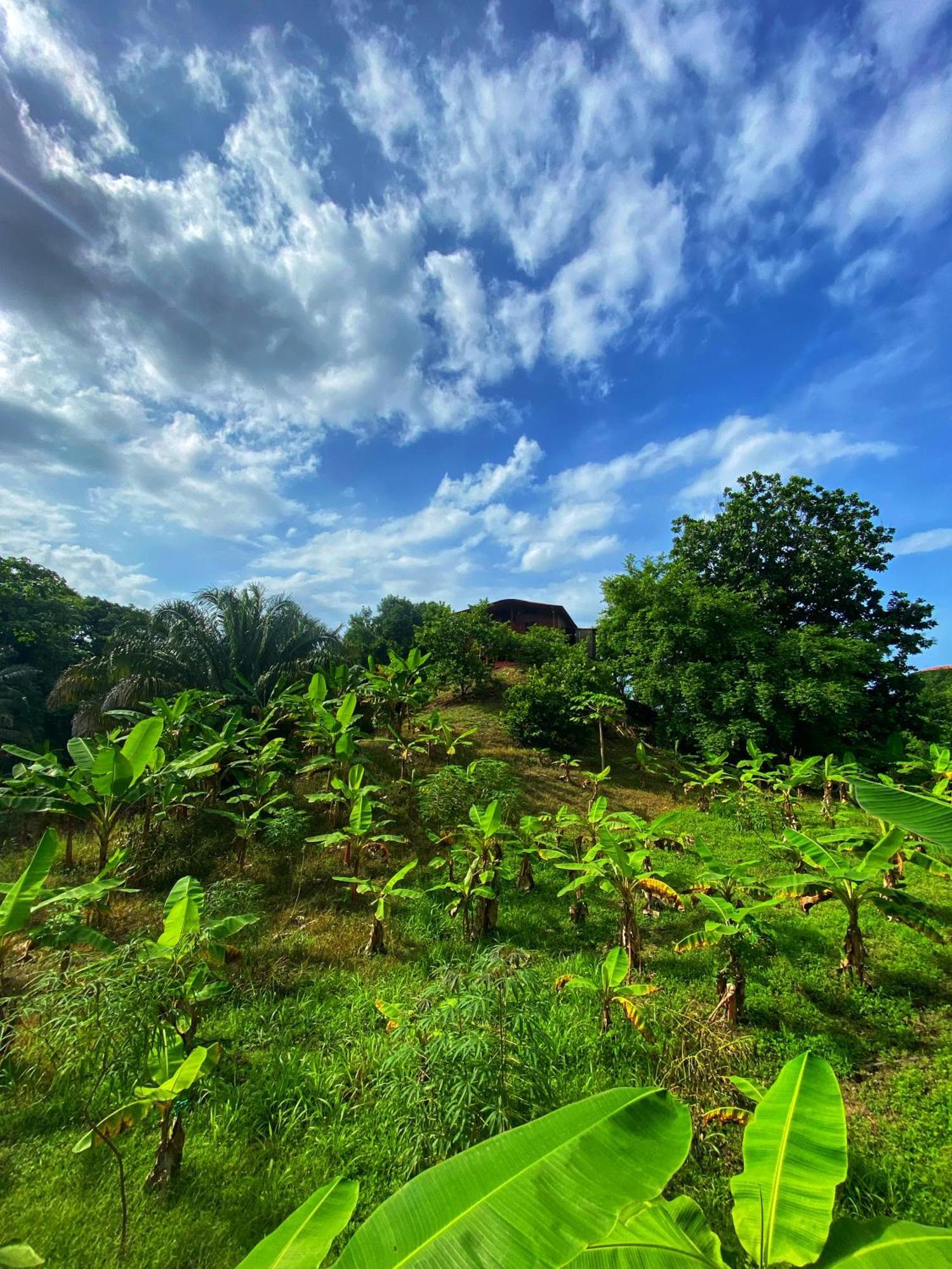 Lodge Tayrona Eco-finca Zelandia Y Santa Marta (Magdalena)